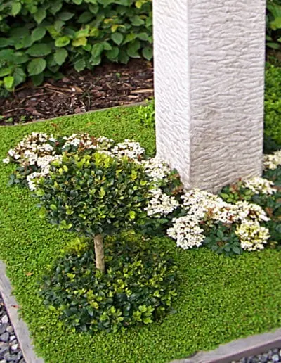 Bepflanzung Mit Kleinem Baum