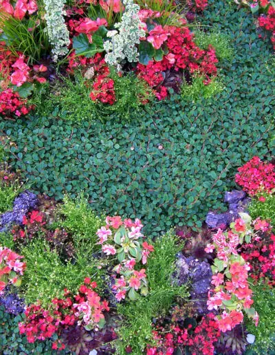 Graeser Und Blueten Aufs Grab